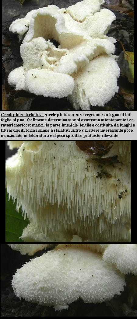 Creolophus cirrhatus  (Pers.:Fr.)  P.Karst.